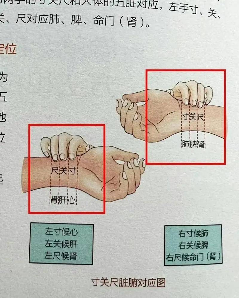 视频入门中医把脉教学大全_中医把脉入门教学视频_中医把脉教程视频讲解