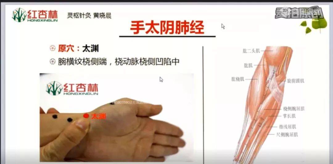 中医经络学视频_中医基础理论经络讲解视频_中医基础经络教学视频