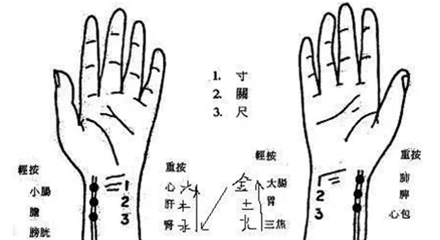 脉诊教学视频全集_脉诊视屏_中医脉诊教学28脉视频