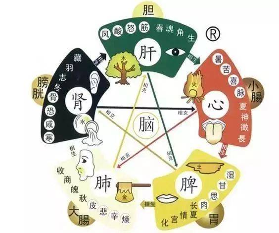 中医学基础理论教学视频_中医理论基础视频全集_中医基础理论视频简介