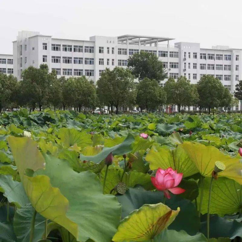 安徽学中医的大专学校_安徽中医学高等专科学校多大_安徽中医学高等专科学校