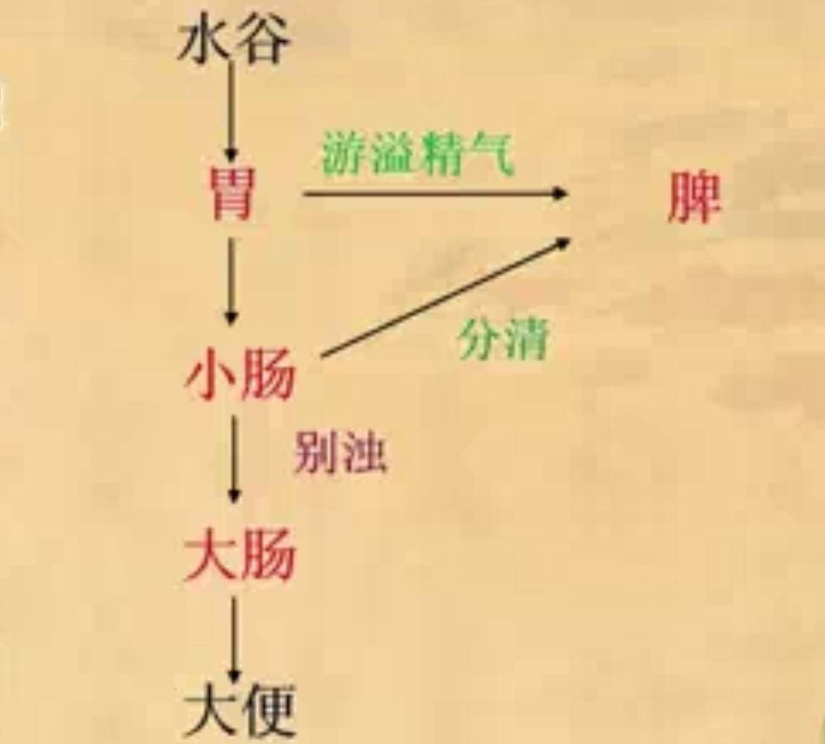 中医学是干啥_中医学是干什么的好就业吗_中医学是干什么的