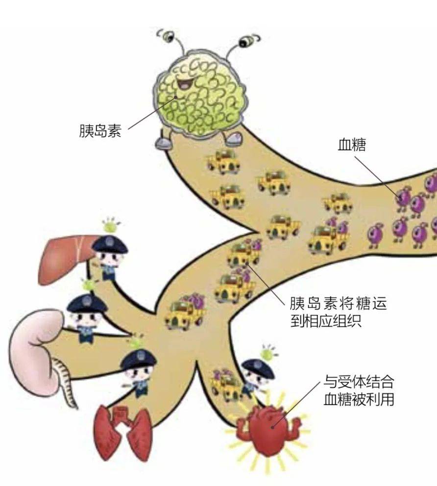 中医学的_中医学专业大学排名_中医学习网