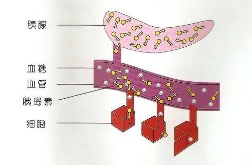 中医学专业大学排名_中医学的_中医学习网