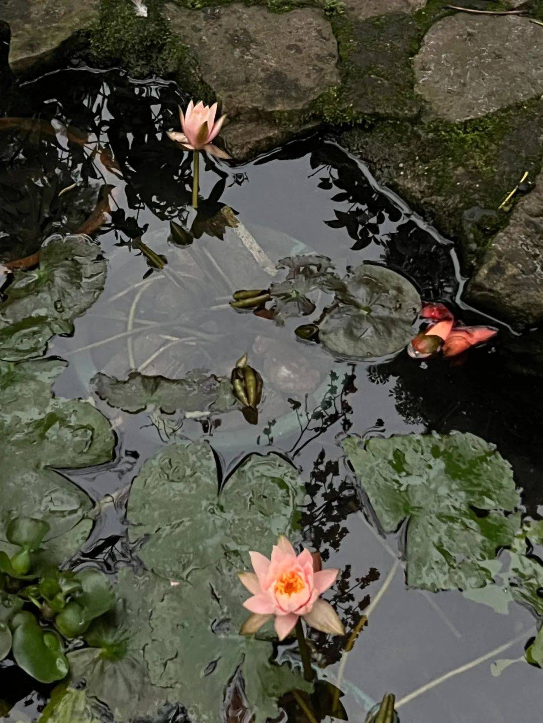 儿童中医药保健讲座_儿童中医药保健宣传_中医儿童保健健康宣传栏