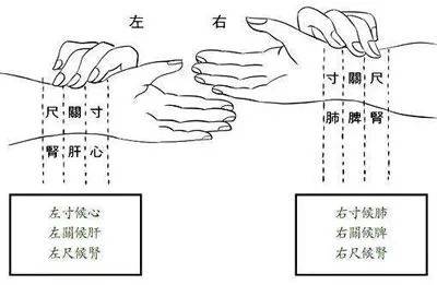 中医诊脉入门看什么书_如何学中医诊脉入门_中医脉诊从入门到精通