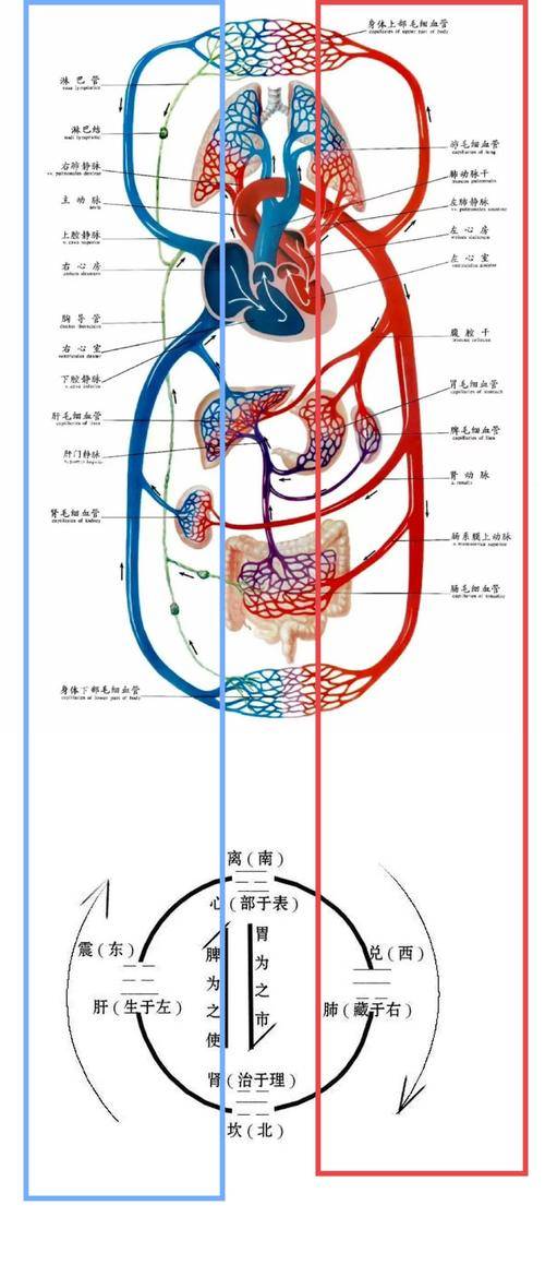 肝脏中医理论_中医基础肝的功能_肝的功能中医基础理论