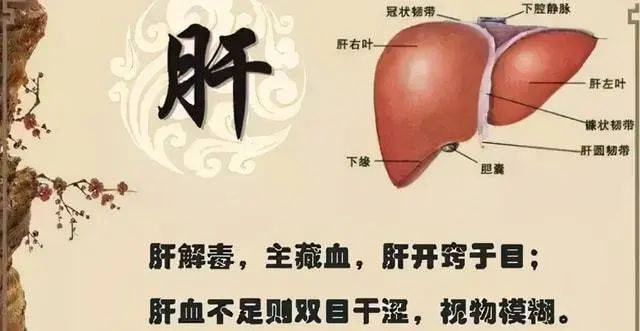 中医肝脏不好有什么表现症状有哪些_肝中医病症_中医角度肝脏出现问题的表现