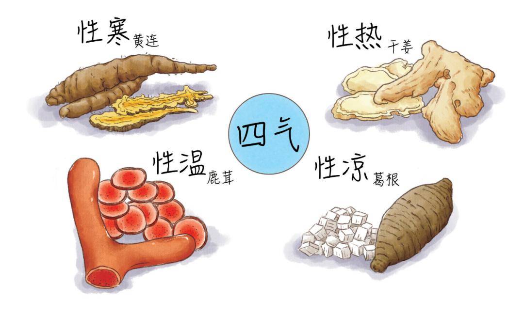 关于中医和中药的知识_中医中草药知识入门_中医中药知识大全