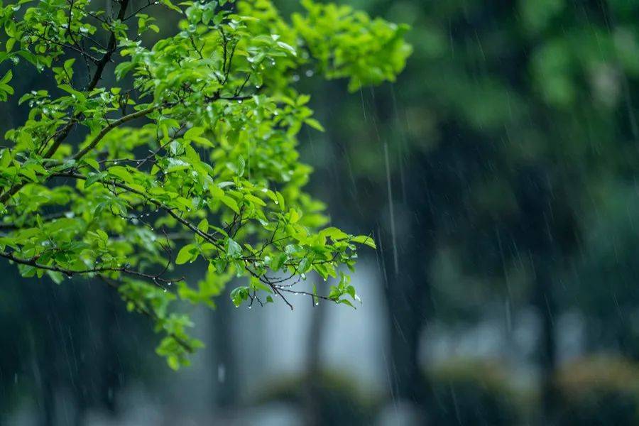 中药祛湿效果_中医14种中药祛湿更有效_中药祛湿的中药