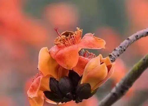 中药祛湿效果_中药祛湿的中药_中医14种中药祛湿更有效