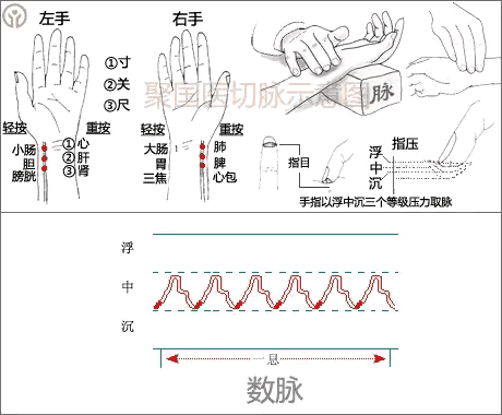 中医图高清图_中医经络图片素材_中医人体经络图高清