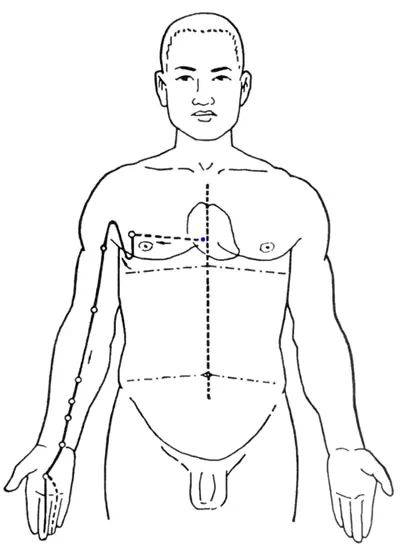中医人体经络结构图_人体构造经络_中医人体经络简图
