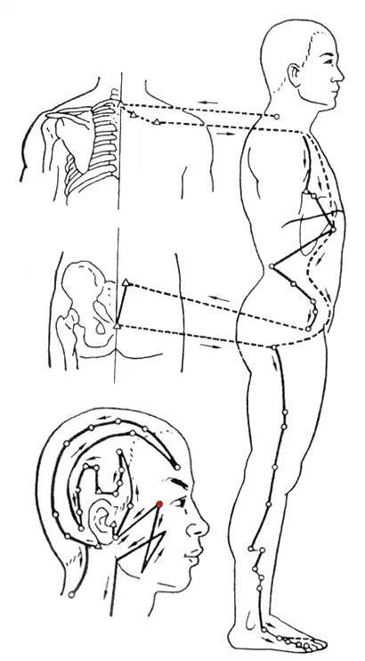 中医人体经络简图_人体构造经络_中医人体经络结构图