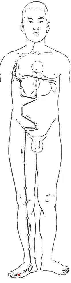 中医人体经络简图_人体构造经络_中医人体经络结构图